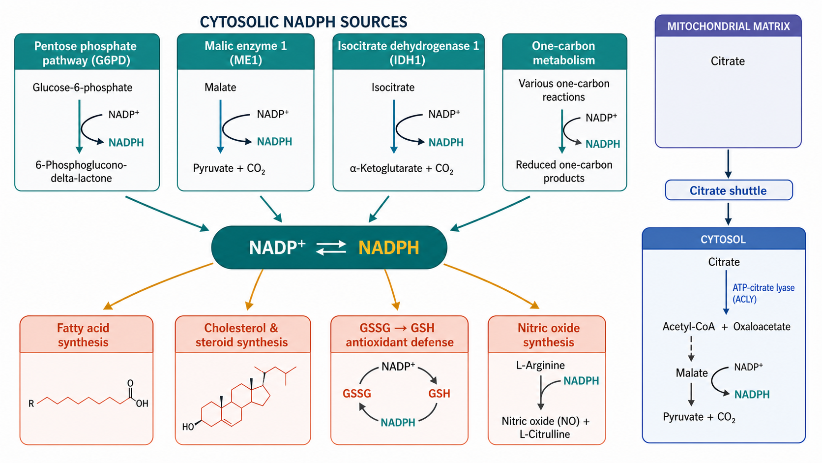 NADPH 的來源與用途