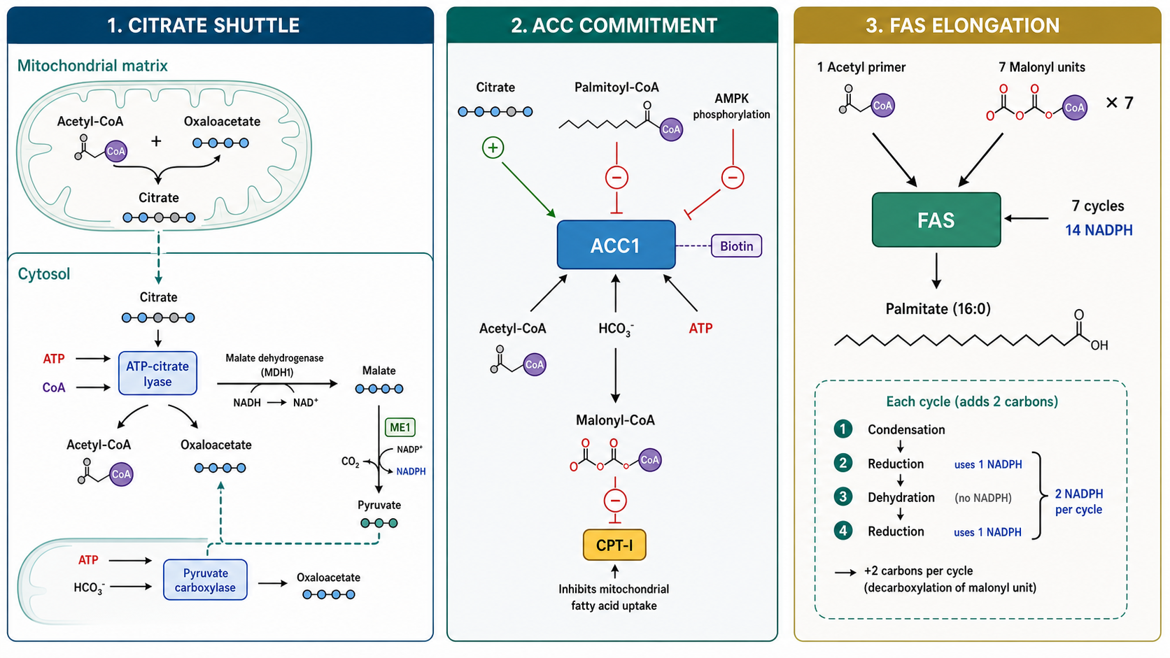 Citrate shuttle、ACC 與 FAS 的脂肪酸合成路徑