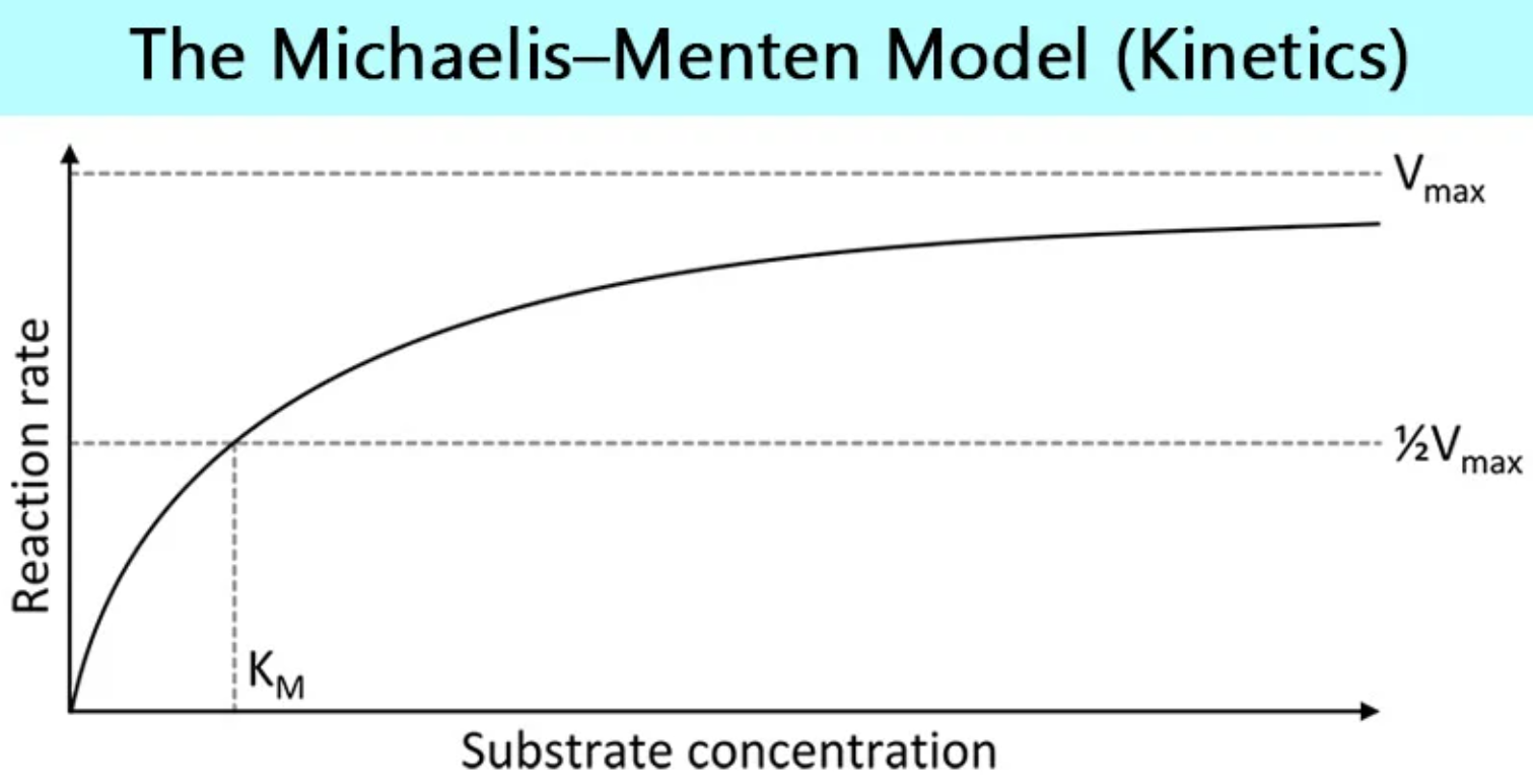 MM 酵素動力學 Michaelis–Menten kinetics