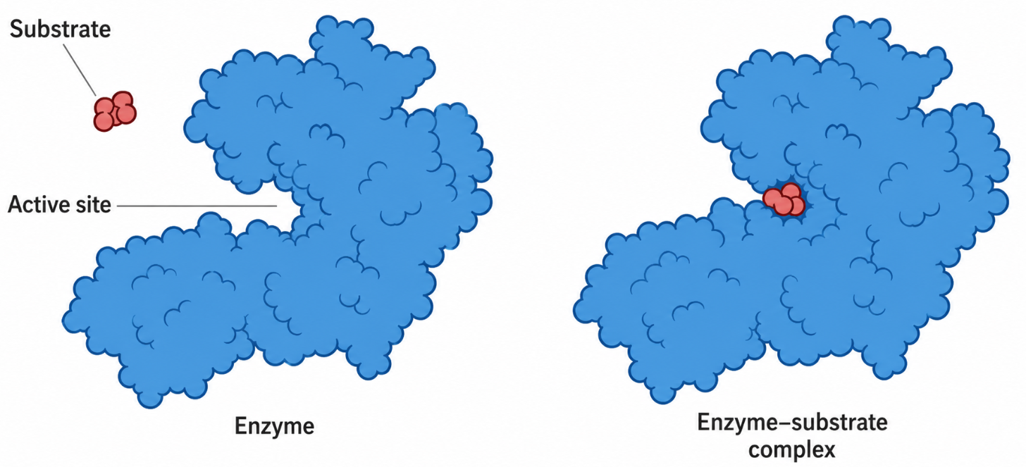 誘導契合 induced fit of Hexokinase