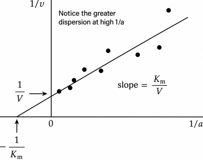 Lineweaver–Burk plot