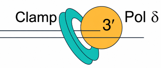 DNA 複製，滑動夾 Sliding Clamp