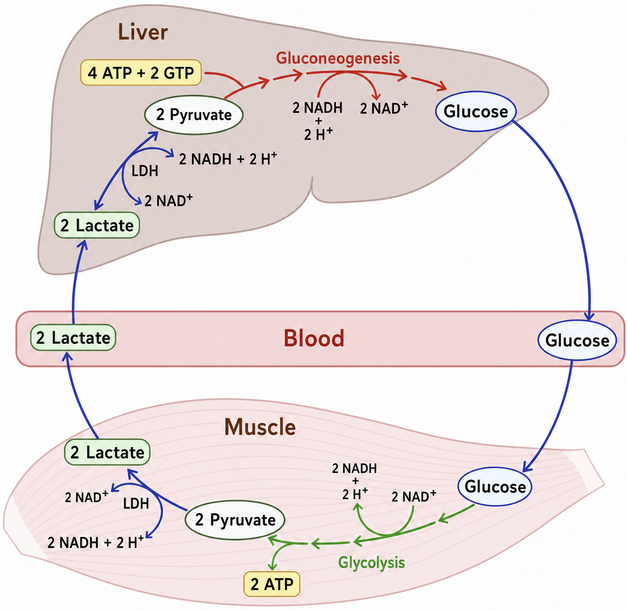 Cori cycle(科氏循環;乳酸循環)