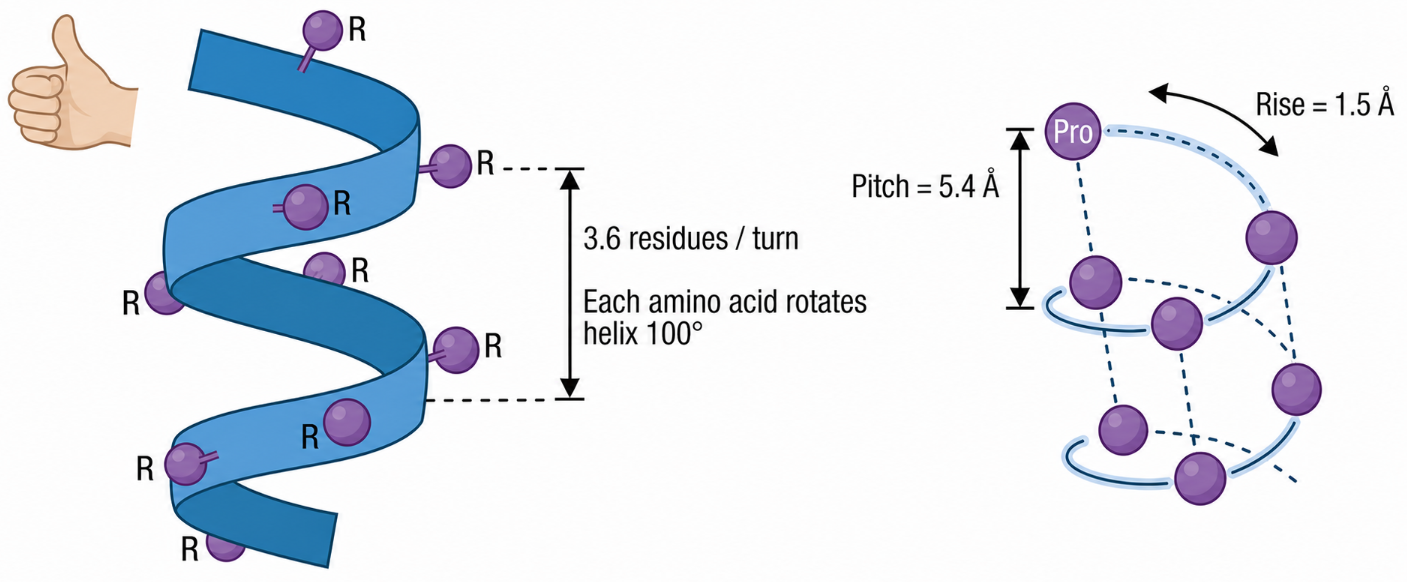 α-helix 每圈有 3.6 個殘基，相當於 5.4 Å（每個殘基 1.5 Å）