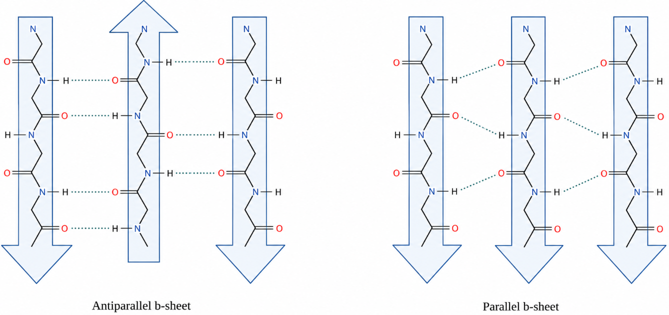 β-sheet，左邊反平行，右邊平行