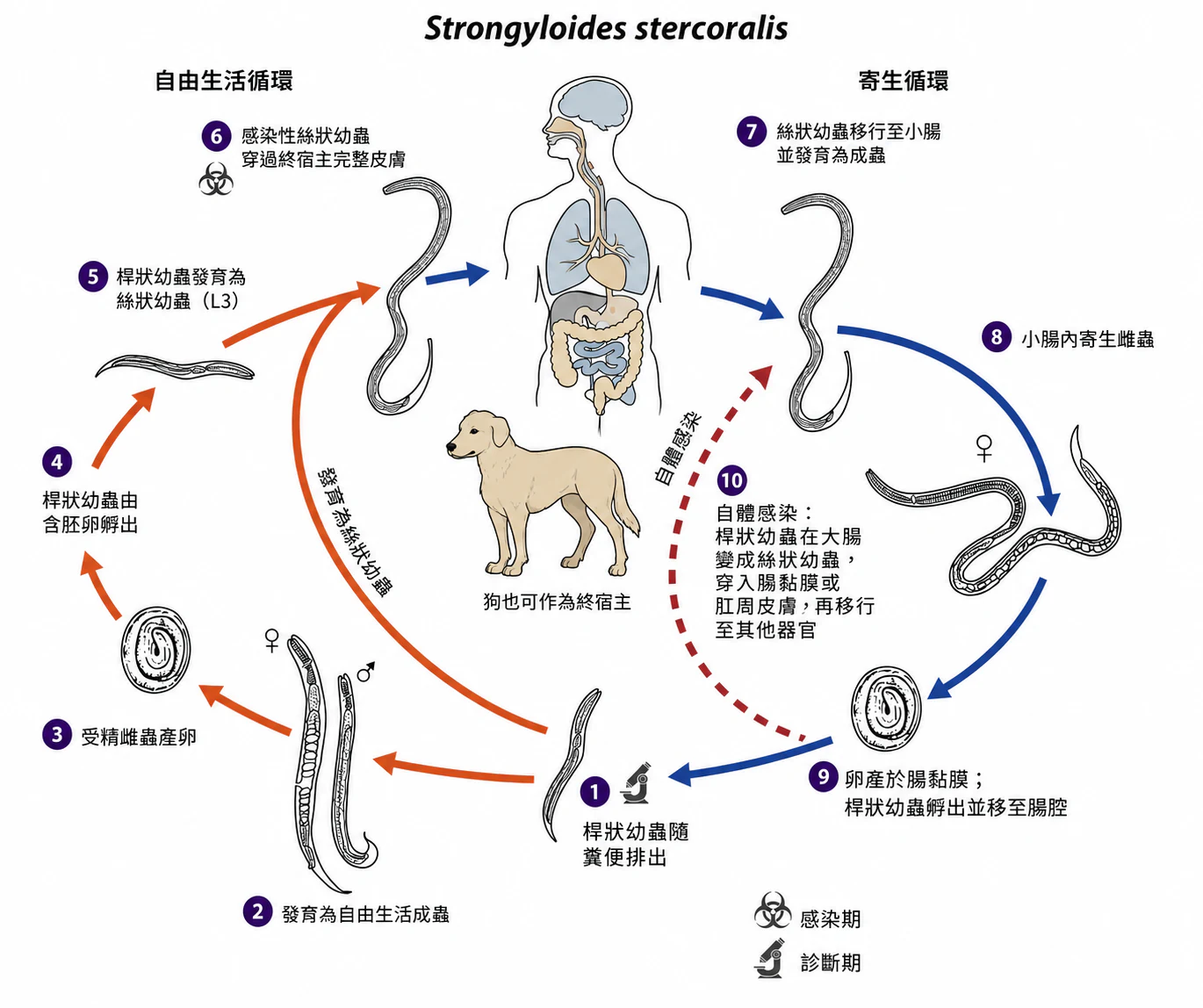 糞小桿線蟲生活史