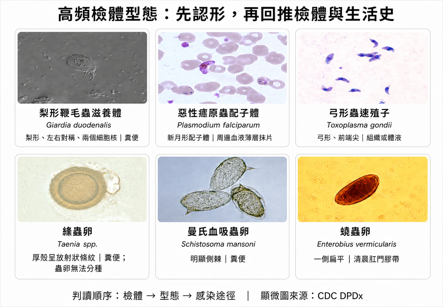 寄生蟲常見診斷型態