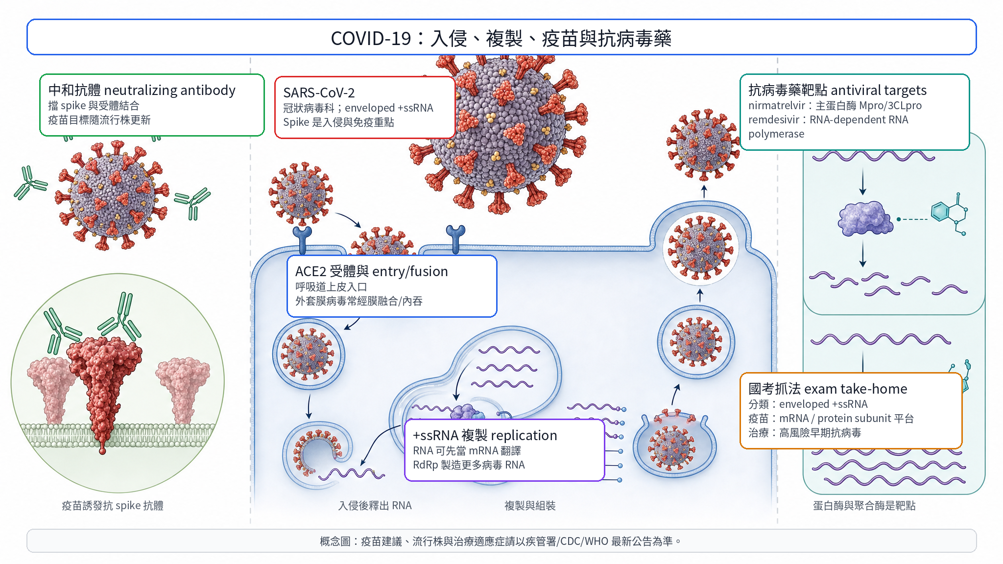 COVID-19 mechanism, vaccine and antiviral targets