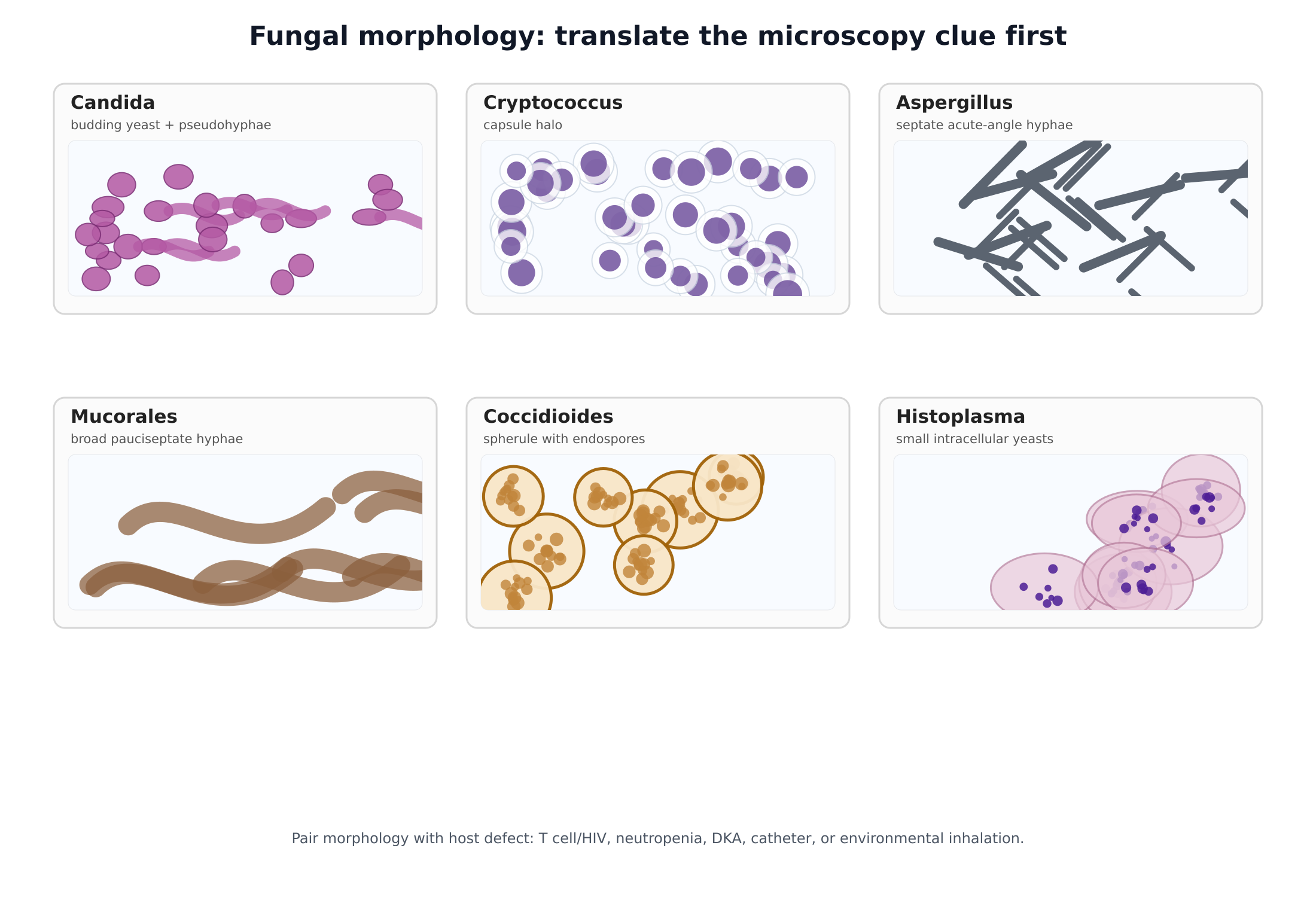 Fungal morphology teaching plate