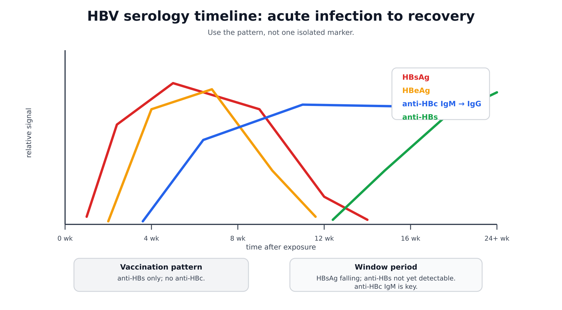 HBV serology timeline